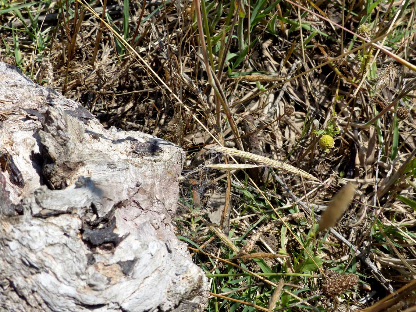 Coppia di Nurscia albomaculata - S. Teresa G. (OT)